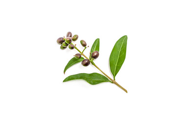 Fototapeta premium Green sprig of ligustrum plant on white background