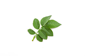 Fototapeta premium Green leaves of rose hips on a white background