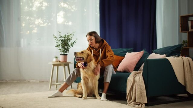 Young woman petting dog in living-room, golden retriever sitting with female owner near sofa. Having fun together with lovely pet. Happy puppy portrait. Handler stroking labrador close-up. 