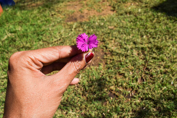 Female holding single Dianthus flower. Beautiful one color dark purple pinkish flower in hand with grass background