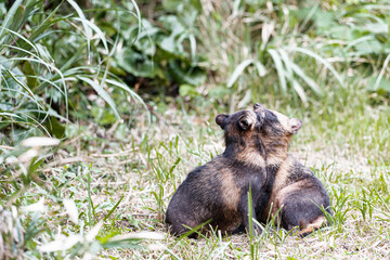森で寄り添う2頭のタヌキ