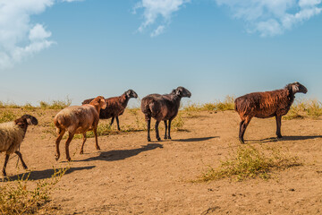 Sheep graze on poor pasture in drought.
