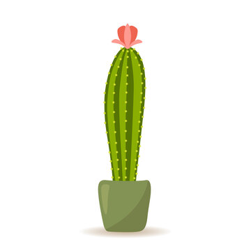 Vector illustration of a blooming cactus in cartoon style isolated on a white background.
