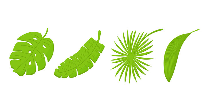 Set of tropical leaves in cartoon style isolated on a white background.