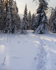 Winter forest with snow-covered fir trees high in the mountains. Dawn with bright colors on the horizon far away in the mountains. Golden clouds with the first rays of the sun.