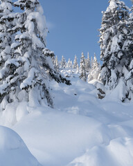 Winter forest with snow-covered fir trees high in the mountains. Dawn with bright colors on the horizon far away in the mountains. Golden clouds with the first rays of the sun.