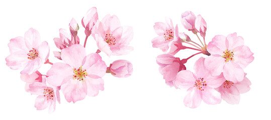 Fototapeta na wymiar 春の花：桜のクローズアップ2種。水彩イラスト。装飾。（ベクター。エレメントのレイアウト変更可能） 