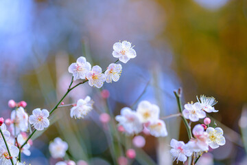 早春の神戸岡本梅林公園。梅の花が咲き始めた。