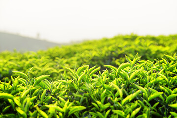 Upper green tea leaves at tea plantation at sunset