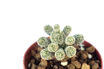 The cactus is blooming beautifully.