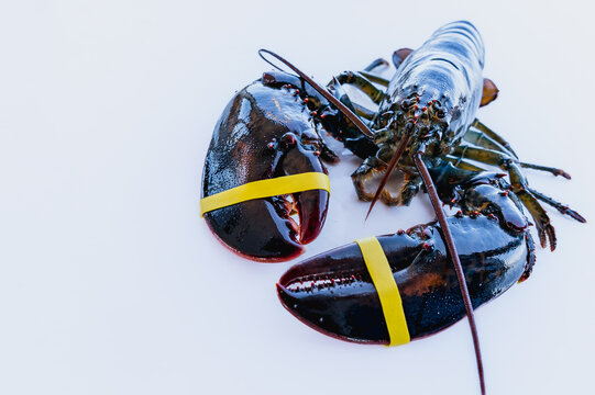 Live shiny lobster with expressive eyes. Lobster on a white table, caught in Maine, USA
