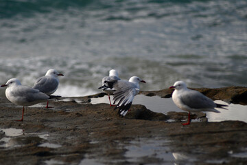 White and grey seagulls rest on some rocks. They have red beaks and legs. One is stretching his wings, showing black feathers. Some are reflected in pools of water, and the ocean is in the background.