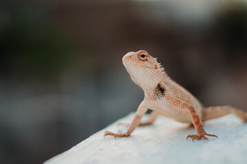 Fototapeta premium Closeup shot of a chameleon staring at the camera