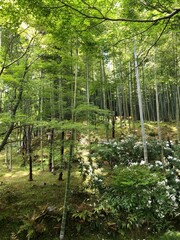 Fototapeta premium trees in the forest