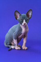 Adorable seven weeks old hairless kitten of Canadian Sphynx breed sits on blue background and looks at camera. Color of kitten is blue and white. Side view, full length. Studio shot.