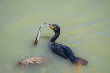 A double-crested cormorant swimming in the lake. 