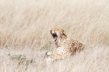 サバンナであくびをするチーター