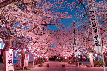 護国神社の夜桜