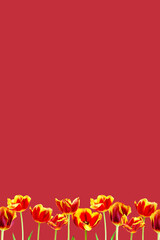 red and yellow tulips frame above and below. In the middle is inscription. image is suitable for banners, cards. The concept of spring, summer. Red, yellow, orange, violet shades.