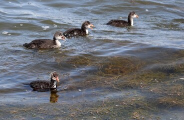 Brood of different age Common coot chicks swimming and quacking. Eurasian coot (Fulica atra) ducklings among waterweeds. Juvenile Australian coot offsprings with younger baby. Coot family.