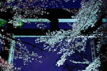 神社の鳥居と夜桜