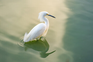 Snowy egret (Egretta thula) walks the shallow lake.
