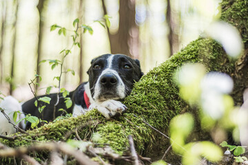 Dog resting on a tree root. Sunny morning in the woodland, Poland. Lovely eyes, white paw on moss, doggy posing. Selective focus on the details, blurred background.