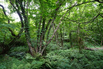 dense summer forest with mossy rocks and old trees