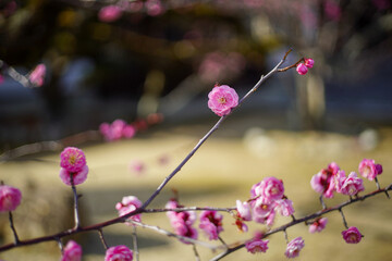 梅の花