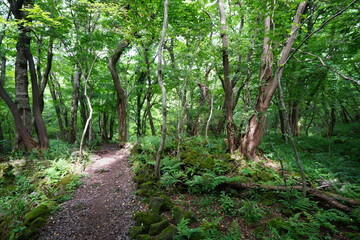  pathway through wild summer forest