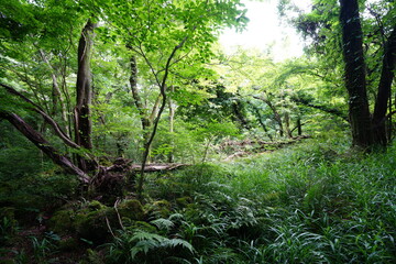 fallen trees in thick wild forest