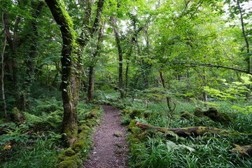 fallen trees in thick wild forest