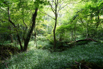 Obraz premium fallen trees in thick wild forest