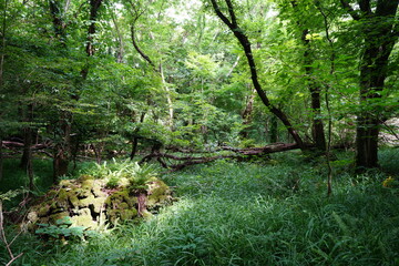 Fototapeta premium fallen trees in thick wild forest