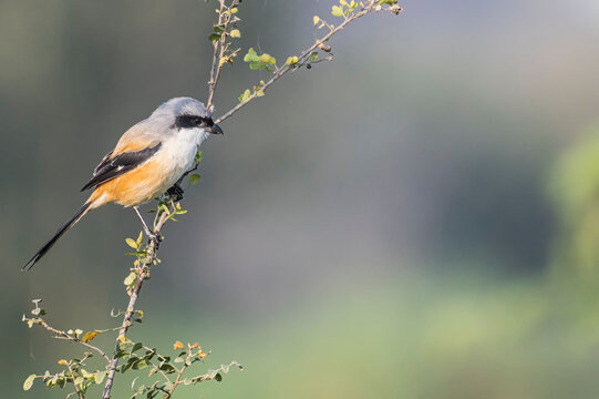 Long tailed shrike