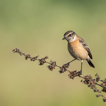 Siberian Stone chat
