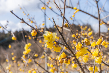 青空と蠟梅の花