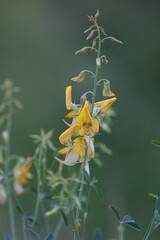 Wildflower in Kruger National Park