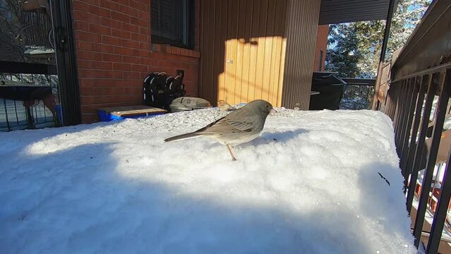 Close-up of a junco and sparrows on a snow bank on a sunny winter day.