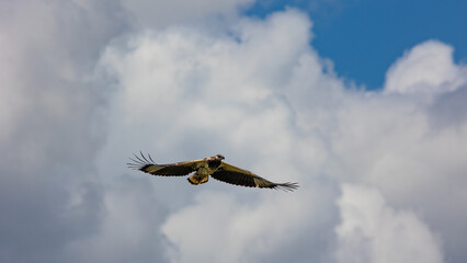 juvenile martial eagle in flight