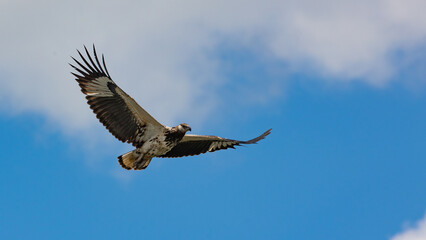 juvenile martial eagle in flight
