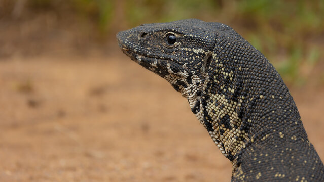 luguaan or water monitor lizard