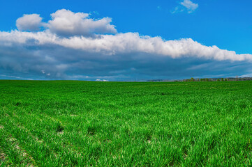Obraz premium Green shoots of winter crops on a farmer's field in spring. Agricultural business. Industrial agriculture. Winter field. Green grass. Blue sky. Cumulus clouds. Natural landscape. Background.