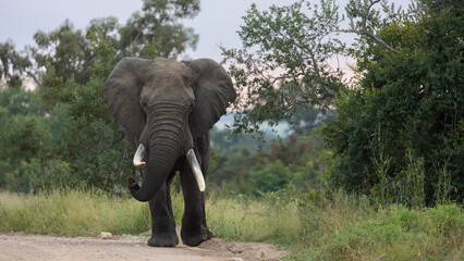 Big bull African elephant in the wild
