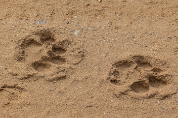 lion tracks set in mud