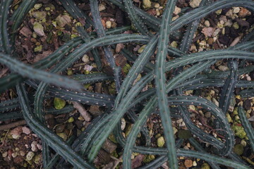 サボテン　cactus 　仙人掌