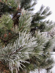 Hoarfrost on pine branches