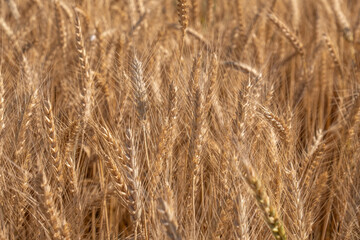 wheat field at harvest time. golden spikes.