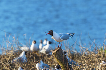 Black-headed gull on a pole at the lake