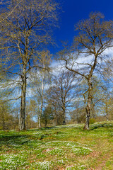 Flowering wood anemone flowers at spring in a meadow